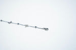 The Whispering Butterfly: 925 Sterling Silver Charm Bracelet