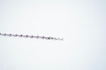 The Crimson Ethereal Tennis Bracelet – 925 Sterling Silver