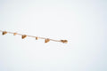 The Ethereal Flutter Charm Bracelet