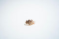The "Gilded Feather" Pearl & Baguette Statement Ring